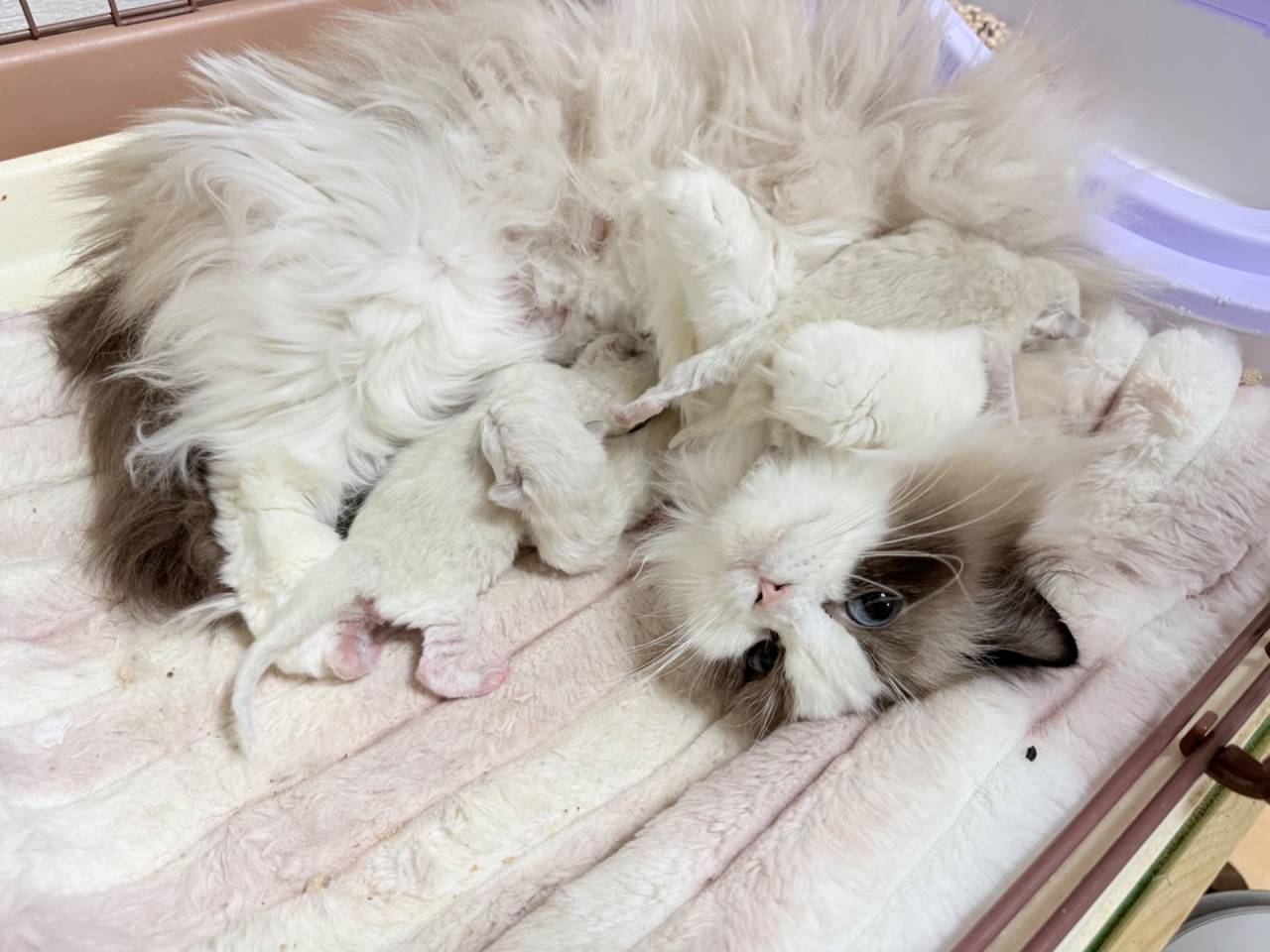 【茨城県】ラグドール/ブリーダー2026年4月の出産情報!