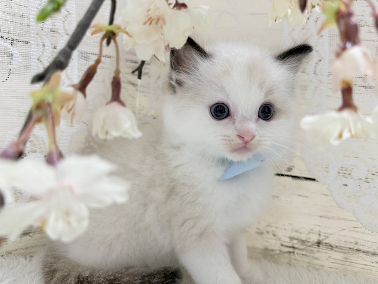 【茨城県】ラグドール/シールポイントバイカラーの男の子