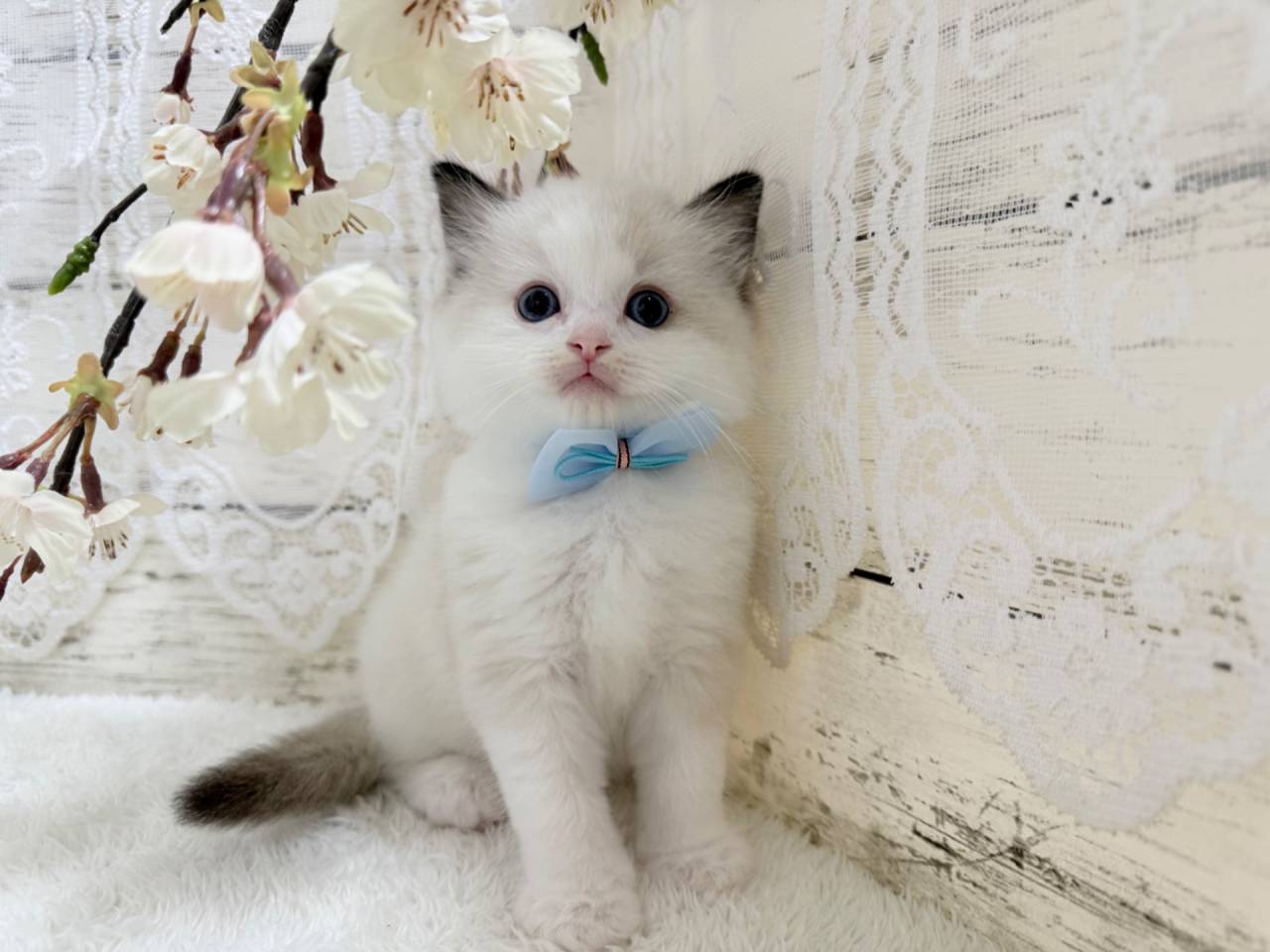 ラグドール(男の子)