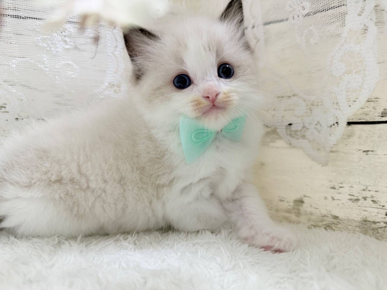 ラグドール(男の子)