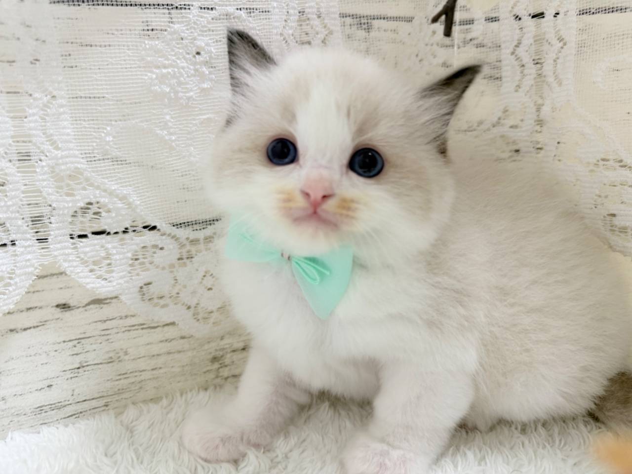 【茨城県】ラグドール/シールポイントバイカラーの男の子