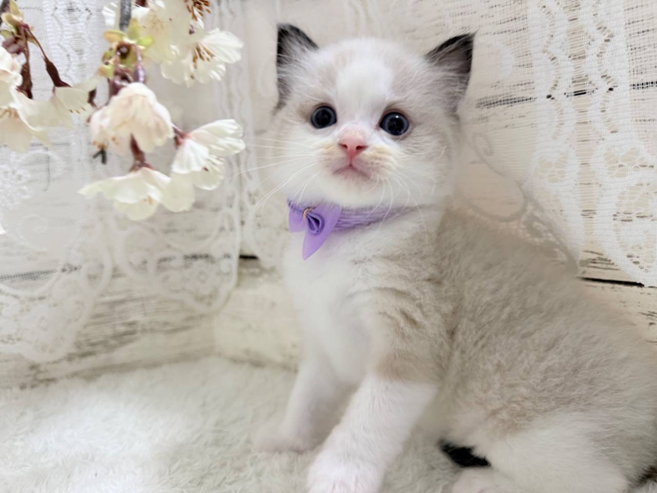 ラグドール(男の子)