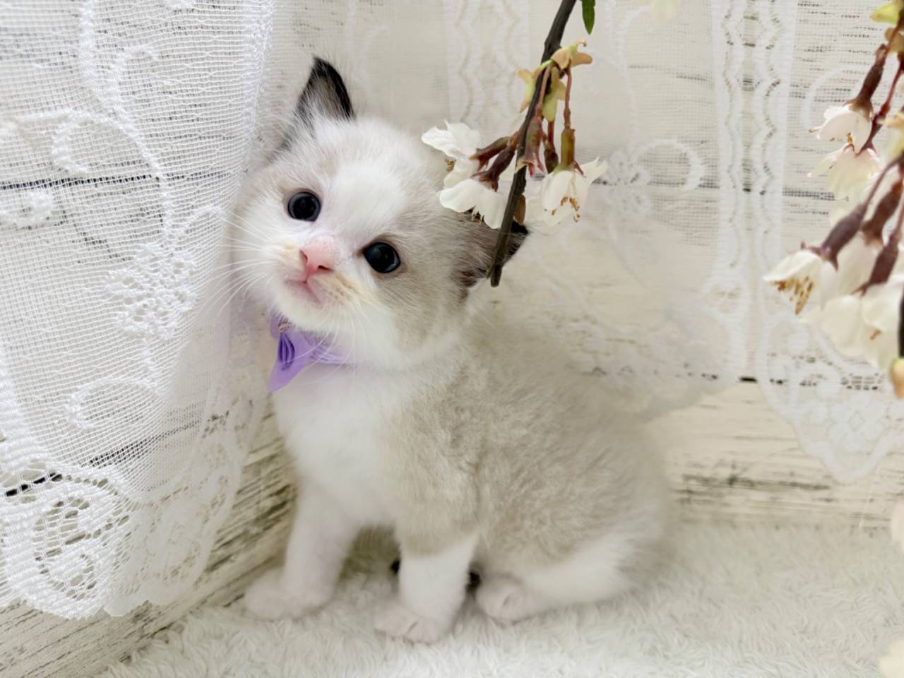 【茨城県】ラグドール/シールポイントバイカラーの男の子